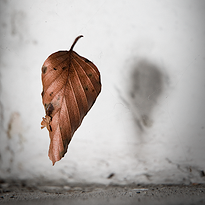 A tiny leaf floating in a web. Large format Fine Art Photography gallery Diaries 2010 – 2023. Photographer Martin Mojzis.