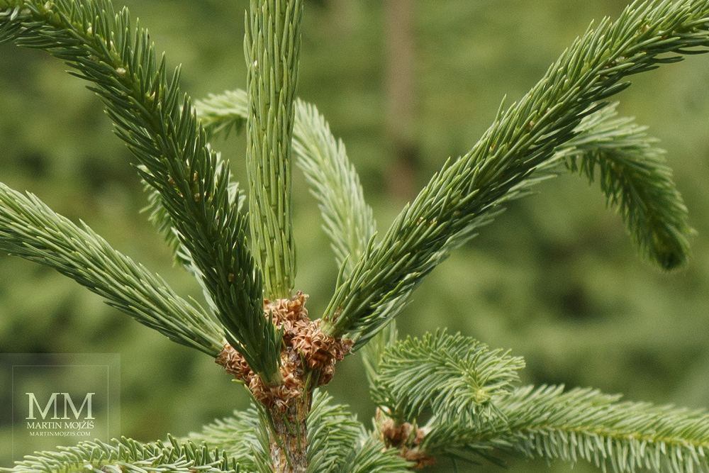 100% crop from the photograph of a small spruce in a forest, created with the Canon EF 50mm 1:1.8 STM lens.