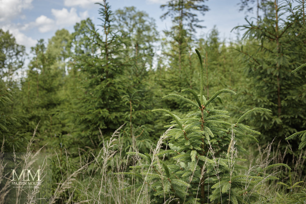 Photograph of a small spruce in a forest, created with the Canon EF 50mm 1:1.8 STM lens.