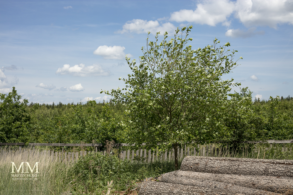 Les, dřevěné oplotenka, stromy, klády. Fotografováno objektivem Canon EF 50 mm 1:1.8 STM.