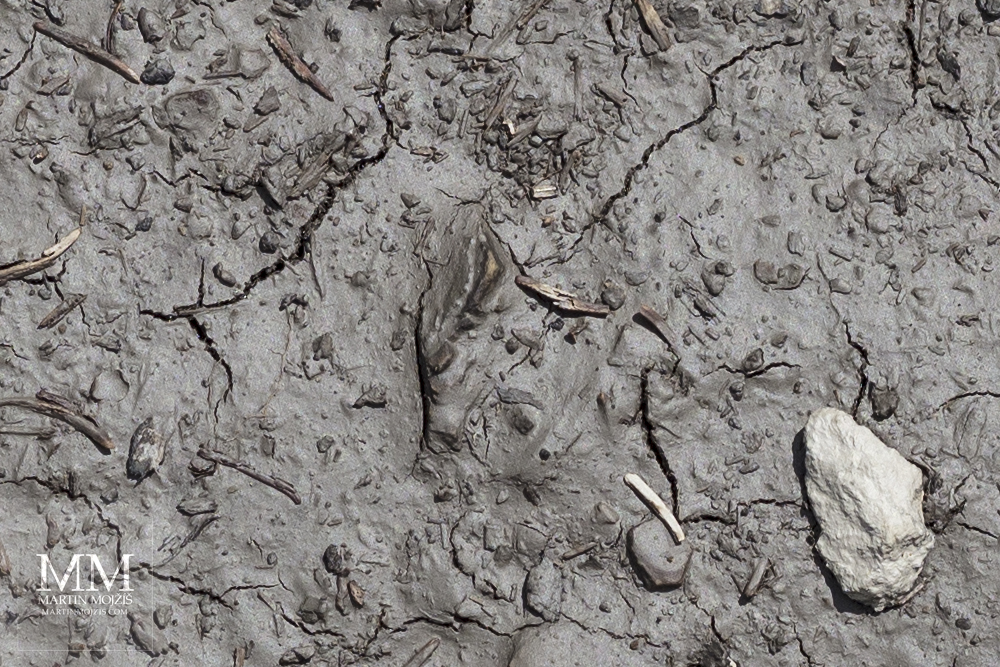 Close-up view (detail) of dirt, pebbles and twigs in a drying puddle on a road. A photograph created with Canon EF 50 mm 1:1.8 STM lens.