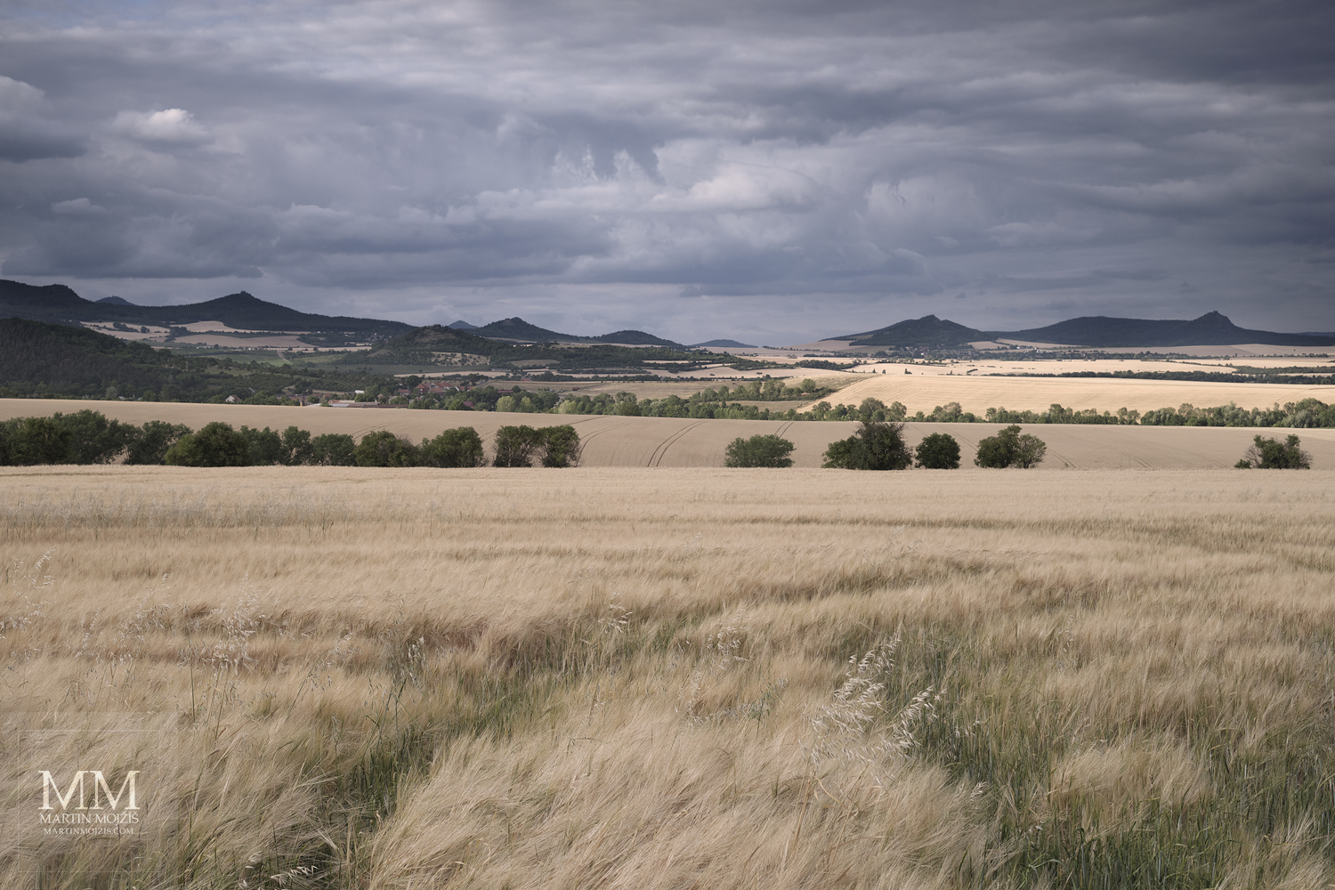 Corn field in summer, dark clouds.