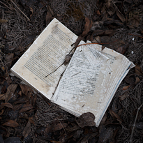 Photograph of open book between fallen leaves.