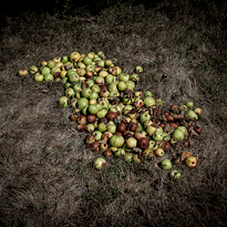 Apples on the ground.