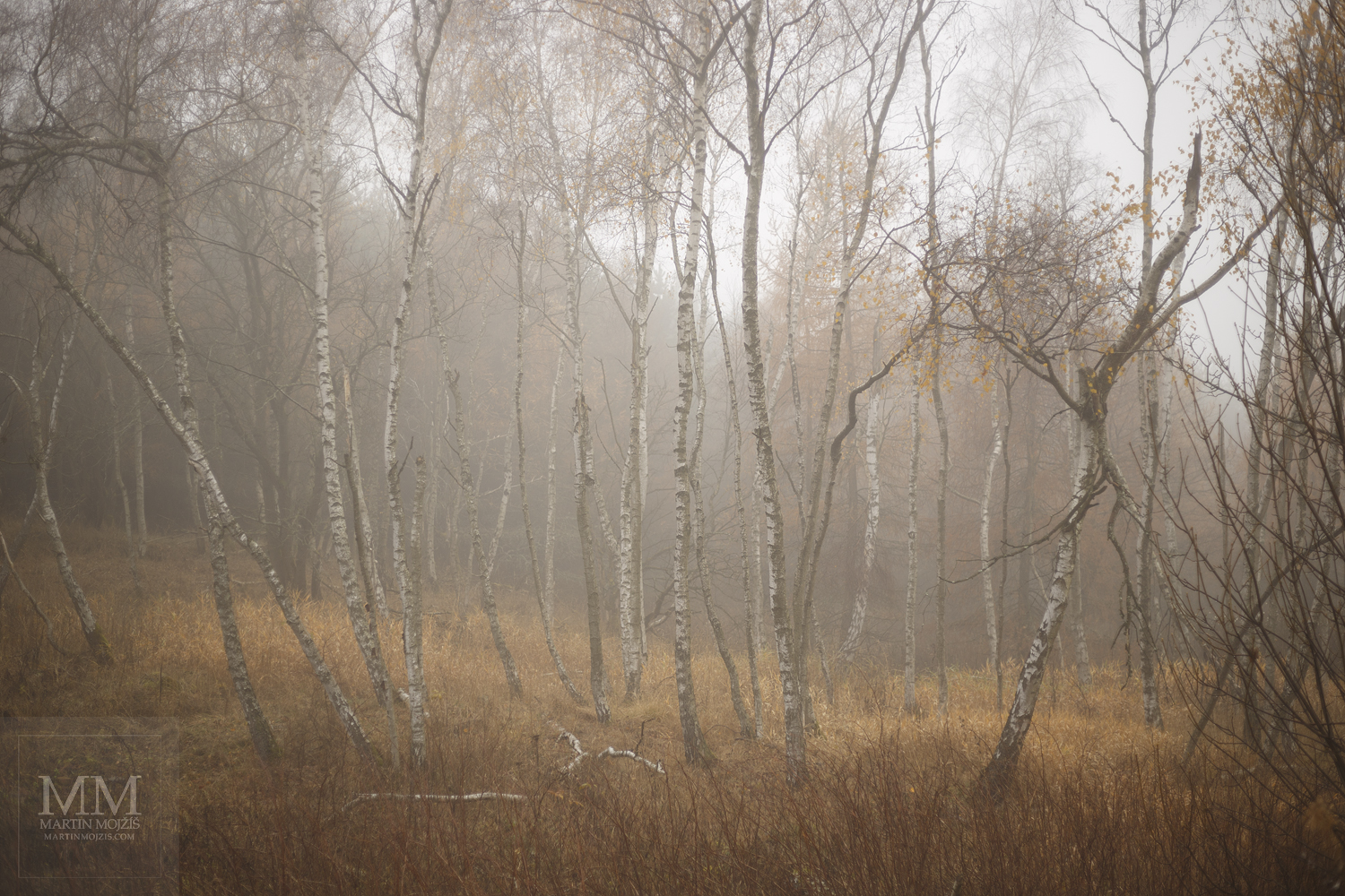 Velkoformátová umělecká fotografie březového háje v mlze. Martin Mojžíš.