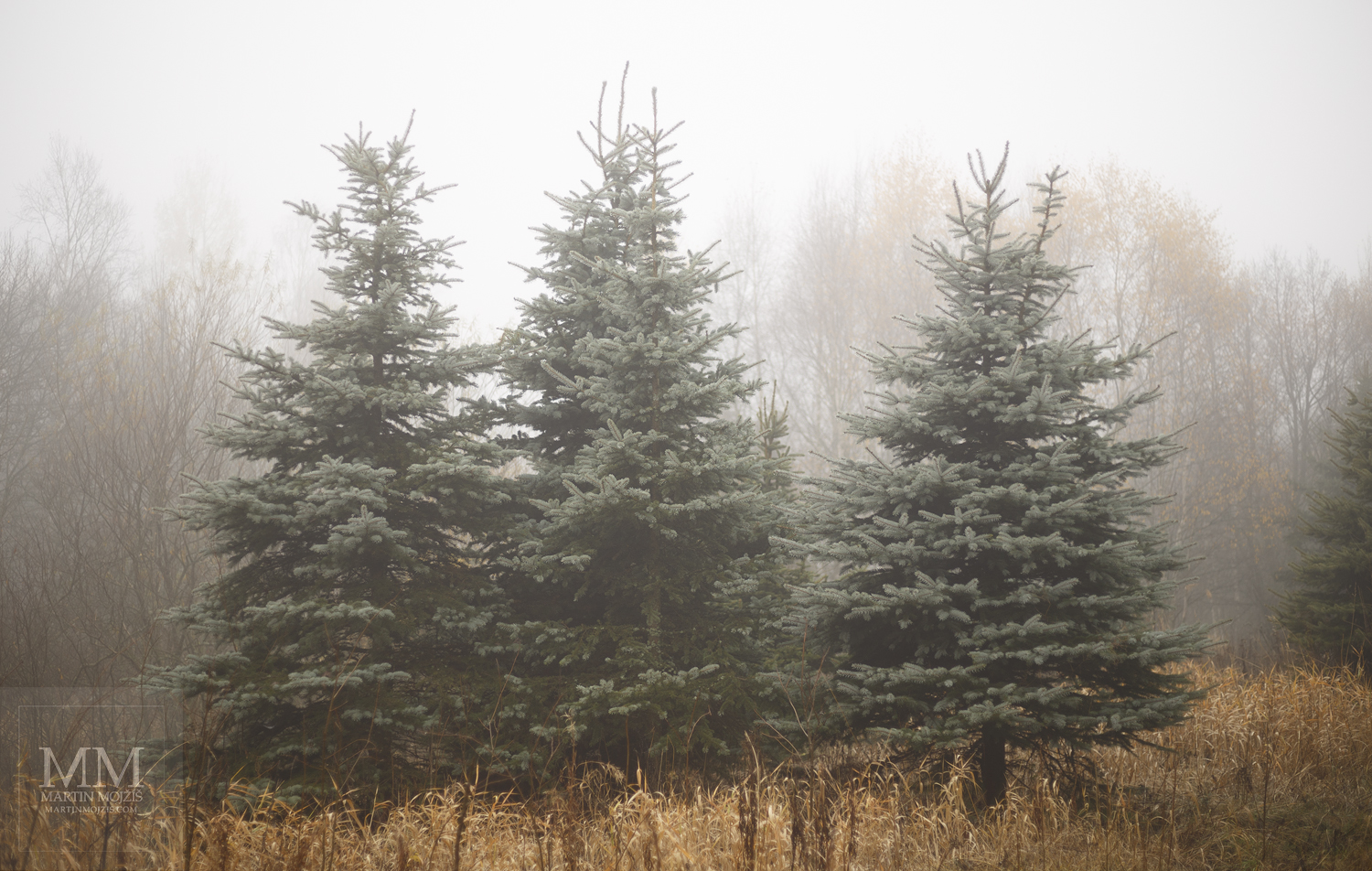 Large format, fine art photograph of silver spruces in fog. Martin Mojzis.