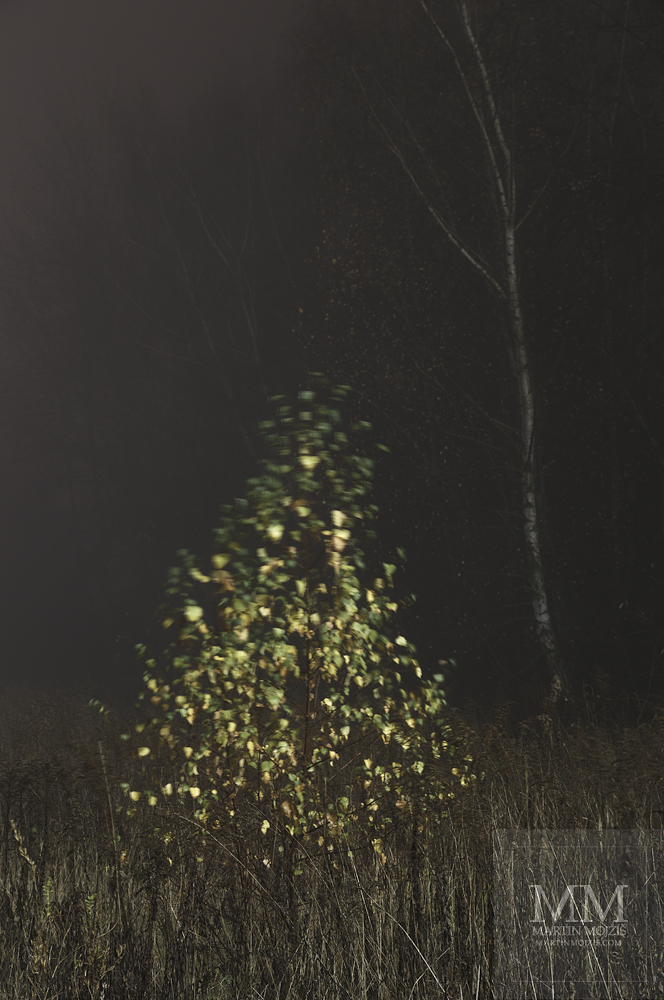 Velkoformátová umělecká fotografie malé břízičky v mlhavé, větrné noci. Martin Mojžíš.