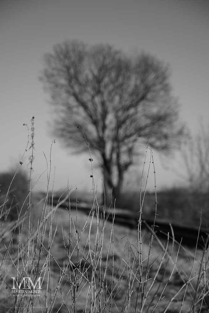 The dry plants and a big tree. Fine art black and white photograph BY THE BIG GROVE, photographed by Martin Mojzis.
