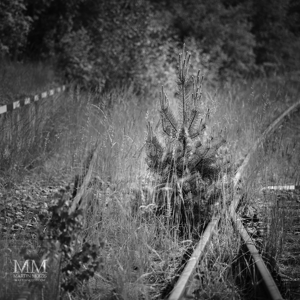 Železniční vlečka zarůstající stromy a travou. Umělecká fotografie s názvem VLAKY JIŽ ODJELY I. Fotograf Martin Mojžíš.