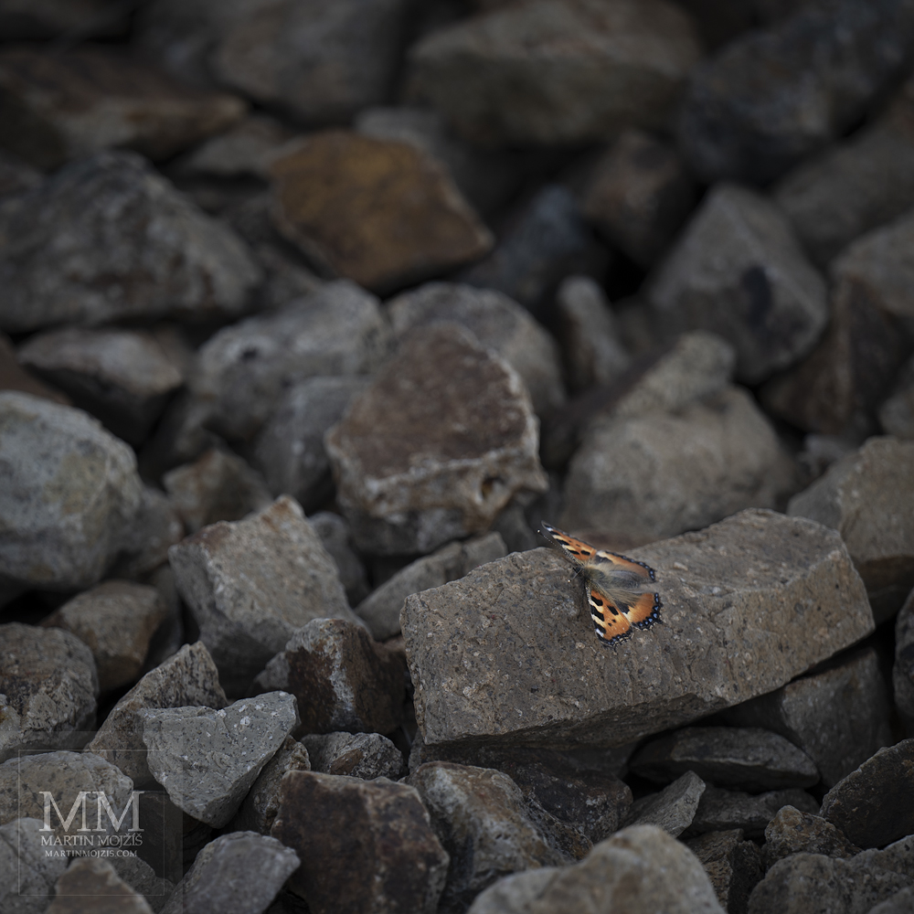 Barevný motýl sedí na kameni. Umělecká fotografie s názvem KŘEHKOST. Fotograf Martin Mojžíš.
