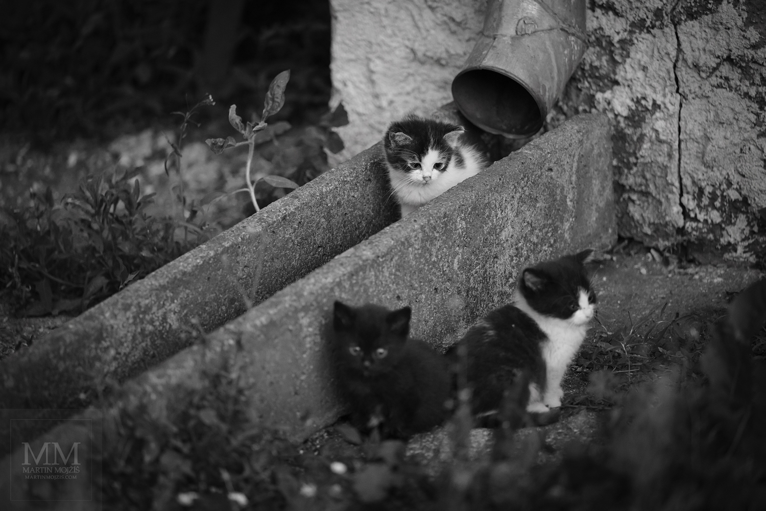 Three kittens by the gutter. Fine art black and white photograph UNDER THE GUTTER, photographed by Martin Mojzis.
