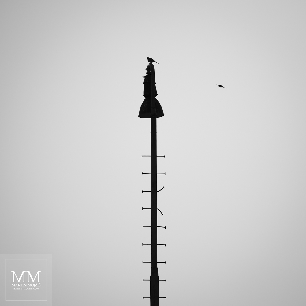 Železniční lampa a dva ptáci. Umělecká černobílá velkoformátová fotografie s názvem NAD NÁDRAŽÍM. Fotograf Martin Mojžíš.