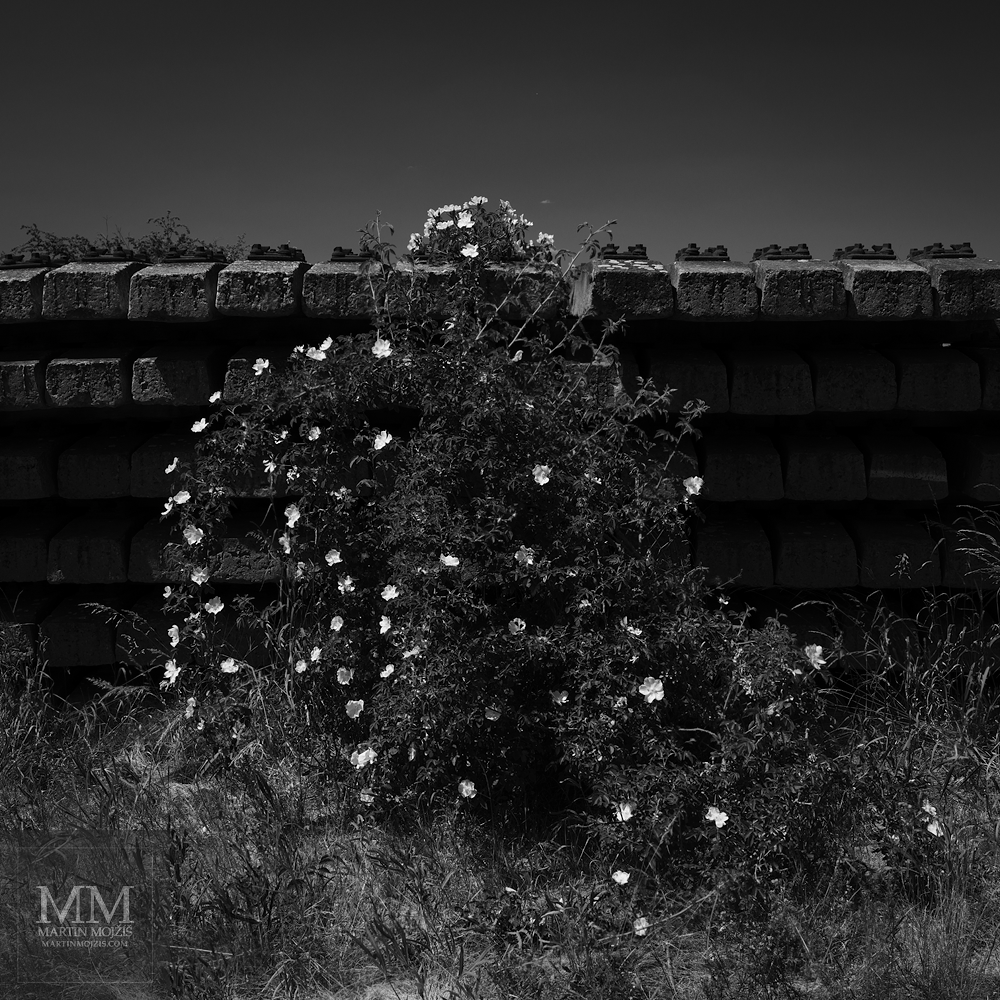 Kvetoucí keř u železničních pražců. Umělecká černobílá velkoformátová fotografie s názvem PŘÍCHOD ČERVNA. Fotograf Martin Mojžíš.