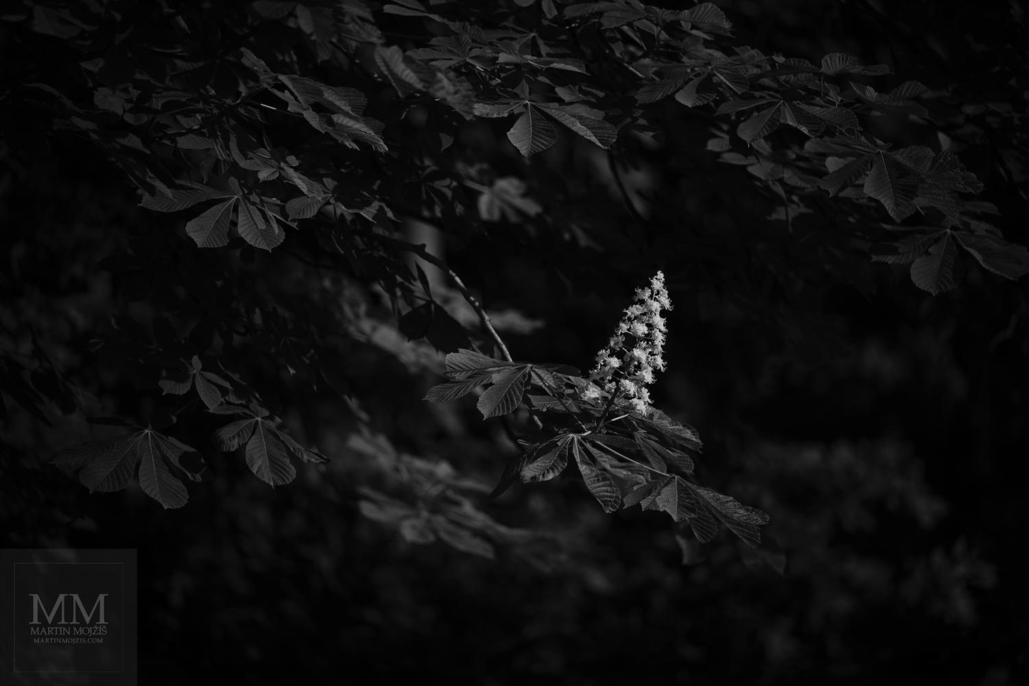 Květ kaštanu mezi listy. Umělecká černobílá velkoformátová fotografie s názvem KVETOU. Fotograf Martin Mojžíš.