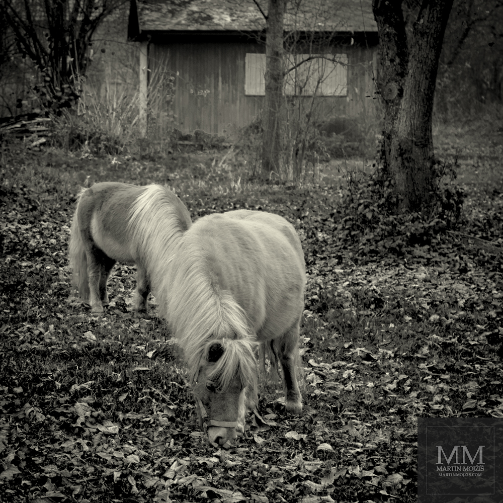 Two horses. Photograph with title PASTURE.