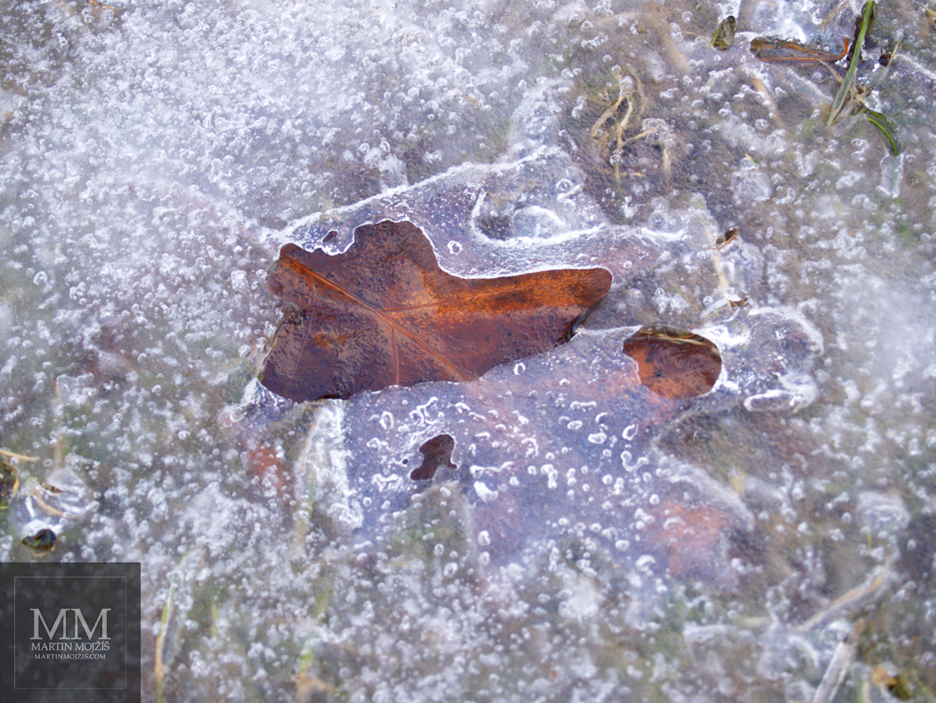 Oak leaf frozen in ice. Photograph with the title IN ICE.