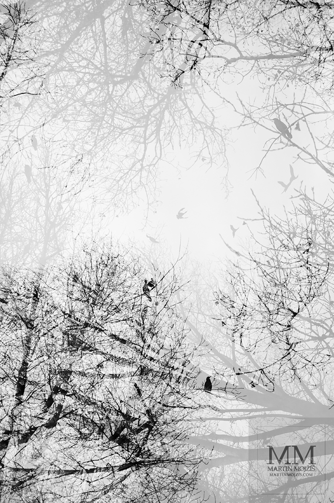 Blended tree branches and birds. Fine Art black and white photograph of Martin Mojzis with the title TO THE ANOTHER WORLDS II.