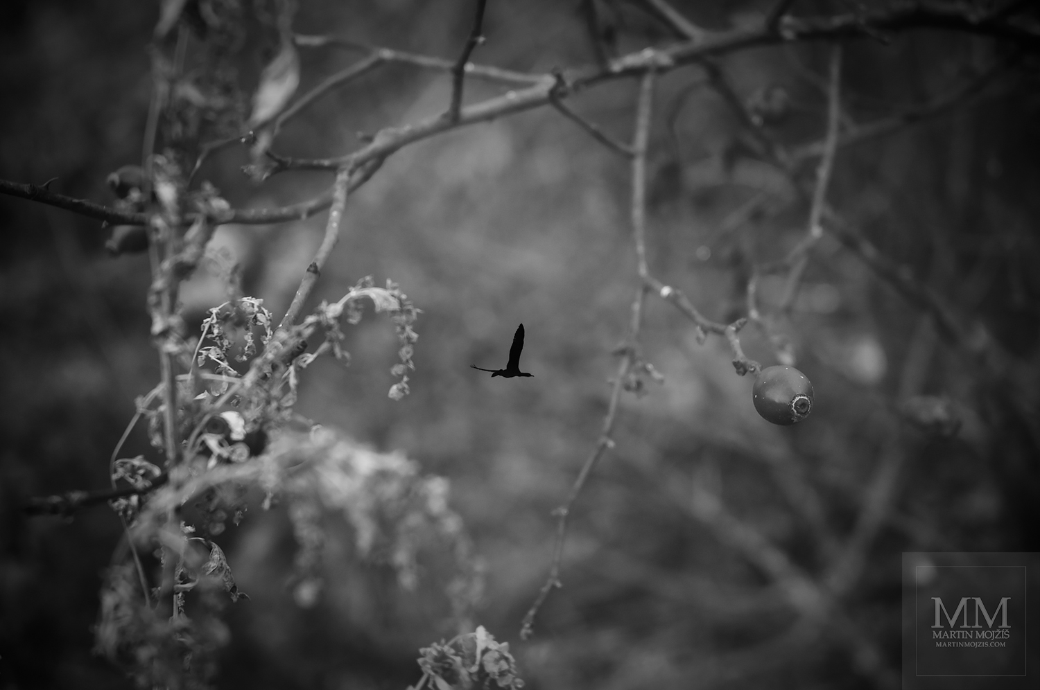 Prolnuté větve stromů a ptáci. Umělecká černobílá fotografie Martina Mojžíše s názvem V PODZIMU.