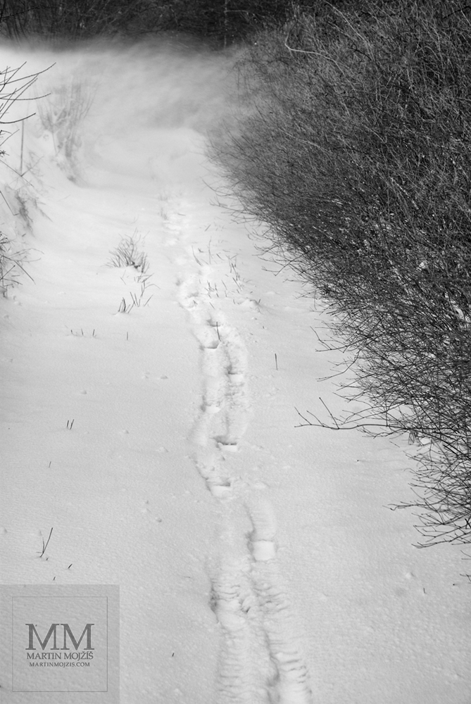 Stopy ve sněhu a keře. Umělecká černobílá fotografie Martina Mojžíše s názvem CESTOU DO KRÁLOVSTVÍ VĚTRU.