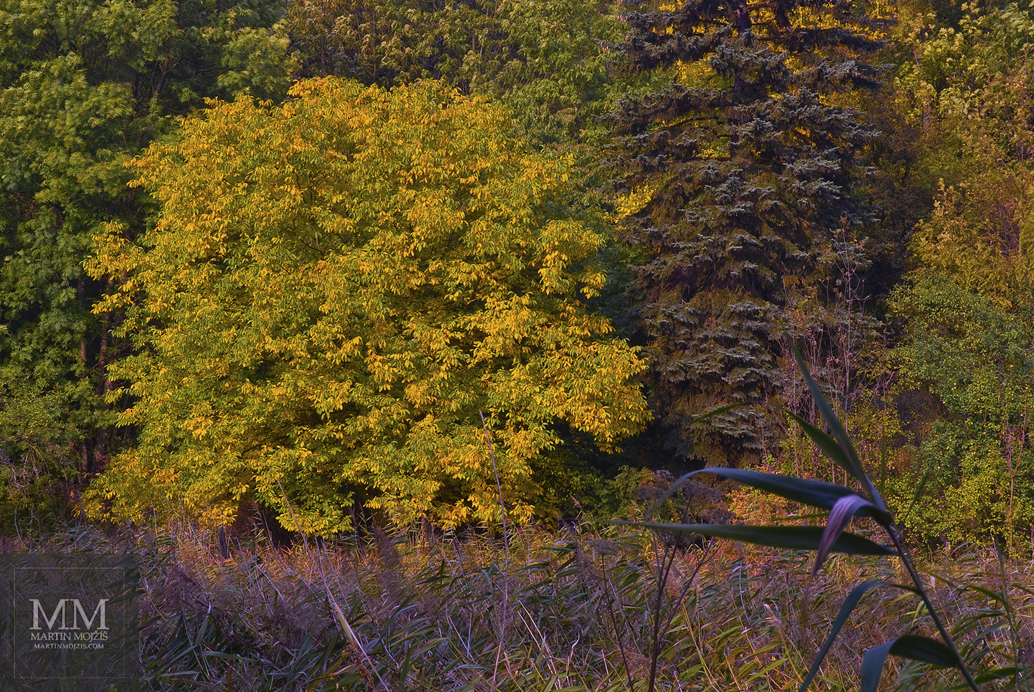 Barevné listy stromů a rostlin. Umělecká fotografie Martina Mojžíše s názvem VEDLE SEBE.