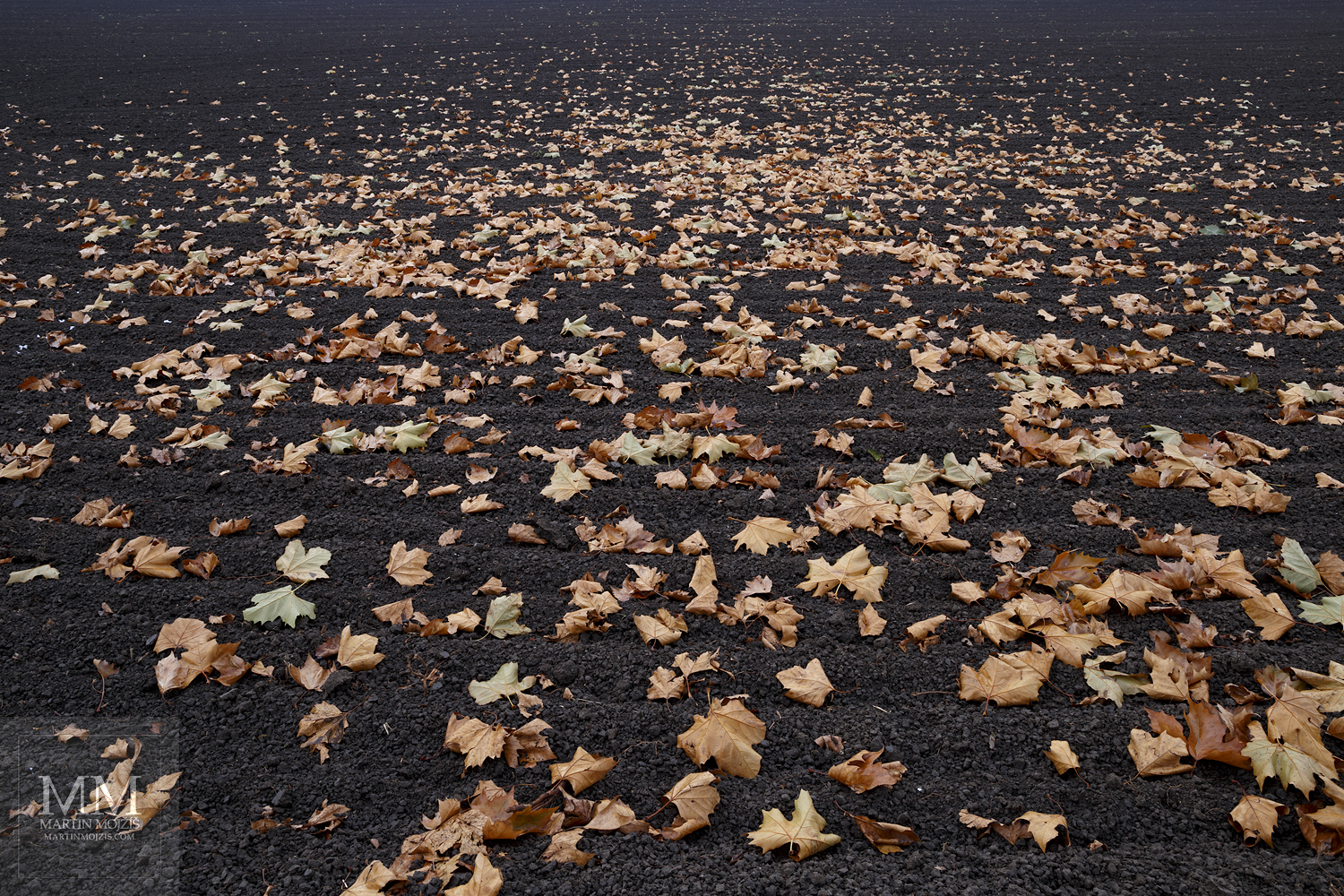 Large format Fine Art photograph of maple leaves.