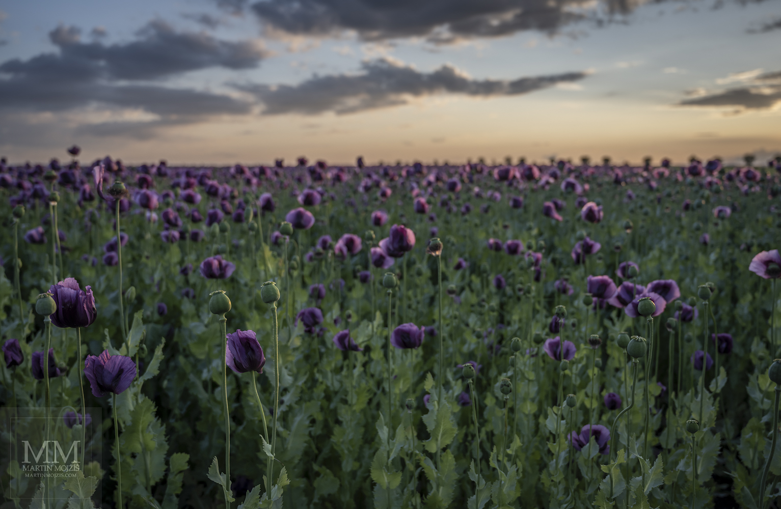 A field of blooming poppies in the early evening. Fine Art large format landscape photograph LANDSCAPE WITH THE POPPY FLOWERS I. Photographer Martin Mojzis.