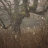 Large format, fine art photograph of tree and shrubs in foggy day. Martin Mojzis.