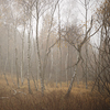 Large format, fine art photograph of birch grove in fog. Martin Mojzis.