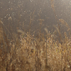 Velkoformátová umělecká fotografie březového háje v mlze. Martin Mojžíš.