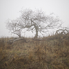 Velkoformátová umělecká fotografie stromů v mlze. Martin Mojžíš.