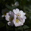 Flowers of a dog rose.