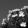 A flowering bush.